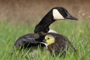 Canada goose vs falcon sale